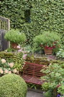 Red oxide metal bench surrounded by lush planting including clipped box, fuchsias and pelargoniums in a country garden in August