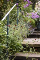Potentilla thurberi 'Monarch's Velvet' in a summer garden.