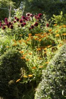 Marigolds and dahlias in a summer garden