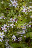 Symphyotrichum cordifolium 'Aldebaran' - blue wood aster - September