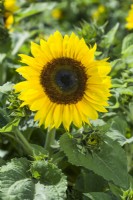 Helianthus annuus 'Solar Chocolate Gold' F1. Hybrid sunflower. Dwarf sunflower. Closeup of flower. August