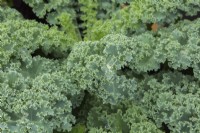 Brassica oleracea - Curly Kale in summer.