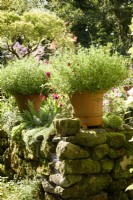 Terracotta pots on a mossy stone wall in a summer garden