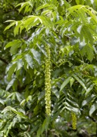 Pterocarya fraxinifolia, spring April