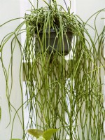 Rhipsalis baccifera subsp. baccifera in hanging basket, summer June