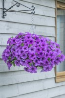Petunia 'Titan Giant Lavender'. Hanging basket. May