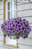 Petunia 'Titan Purple Star Vein'. Hanging basket. May.