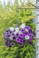 Petunia 'Titan Purple Vein', 'Titan White' and 'Titan Lavender'. Mixed planting of extra large flowered petunias growing in a hanging basket. May