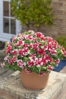 Petunia 'Tumbelina Compact Scarlet Ripple'. Trailing petunia growing in a container placed on a low garden wall. June