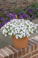 Petunia 'Bubbles White'. Small-flowered petunia growing in a container placed on a low brick garden wall. June