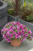 Petunia 'Tumbelina Francesca'. Trailing double petunia growing in a container on a terrace. June