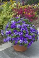 Petunia 'Tumbelina Compact Sophia'. Trailing double petunia growing in a container on a terrace. June