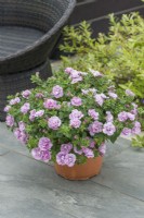 Petunia 'Tumbelina Compact Angela'. Trailing double petunia growing in a container on a terrace. June