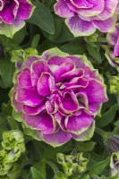 Petunia 'Tumbelina Darcey-Rosa'. Close up of flower. May