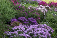 Mixed asters in a border at The Picton Garden, Herefordshire