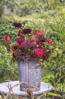 Dahlias, Sedums, Helianthemums and foraged berries - hips and haws displayed in metal bucket on table