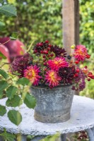 Dahlias, Sedums and foraged berries - hips and haws displayed in metal bucket on table
