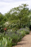 Gravel path and border with lavender, and iris foliage at Moor Wood, Gloucestershire.