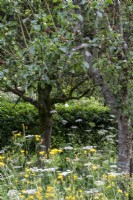 Wild flowers under apple trees at Moor Wood, Gloucestershire