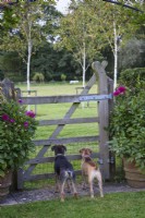 Border terriers looking through a gate in a country garden