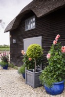 Containers of dahlias and a standard golden conifer outside a barn in a September garden