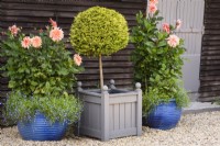 Standard clipped golden conifer framed by pots of dahlias against a barn in September