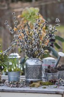 Bunch of pussy willow in a vase and metal pots with snowdrops and pine cones.
