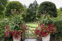 Terracotta containers planted with Petunia 'Tidal Wave Red Velour' and Dahlia Eefje in September