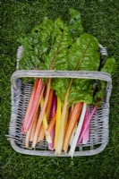 A harvest basket filled with Swiss chard. With a variety of stem colors, pink, purple, orange. 
