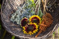 Wormwood, Sea Holly, sunflowers, and Love-lies-bleeding in a basket.