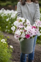 A bucket filled with Common Mallow in pink, magenta and white. 