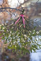 Bunch of mistletoe with red ribbon hanging from tree branch.