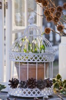 Floral display of pot grown snowdrops within a bird cage.