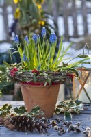 Grape hyacinth in terracotta pot decorated with wreath and red ribbon.