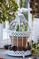 Snowdrops in pot within a bird cage.