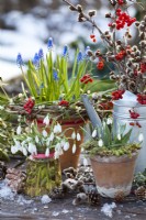 Spring bulbs including snowdrops and grape hyacinth displayed in terracotta pots and in glass jar.