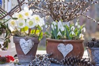 Snowdrops and Christmas roses grown in terracotta pots.