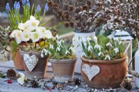 White winter flowers including Christmas roses and snowdrops in terracotta pots.