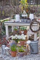 Outdoor arrangement with potted winter flowers including snowdrops, Helleborus niger, Helleborus odorus and Muscari.