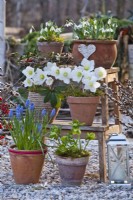 Pots with winter flowers including snowdrops, Helleborus odorus, Helleborus niger and Muscari displayed on ladder.