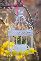Pot with common dog violet within a hanging bird cage decorated with daffodil flowers.