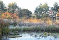 Sunlit rustic gazebo surrounded by ornamental grasses and perennials covered in frost near a natural swimming pool.