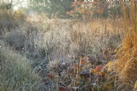 Backlit ornamental grasses and perennial seed heads in frost.