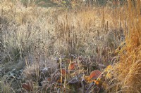 Backlit ornamental grasses and perennial seed heads in frost.