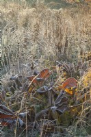 Backlit ornamental grasses and perennial seed heads in frost