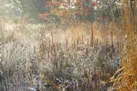 Frosted ornamental grasses and perennial seed heads in sunlight.