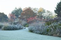 Frost covered lawn and perennial borders 