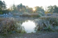 Sunrise over a natural swimming pool surrounded by frosty perennial grasses