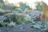 Frost covered perennial grasses at sunrise Ellicar Gardens