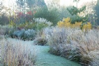 Frosty grasses either side of a lawned pathway at Ellicar Gardens